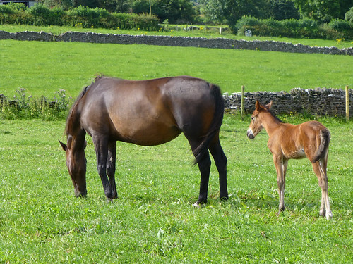 Horse (a mare) and her foal